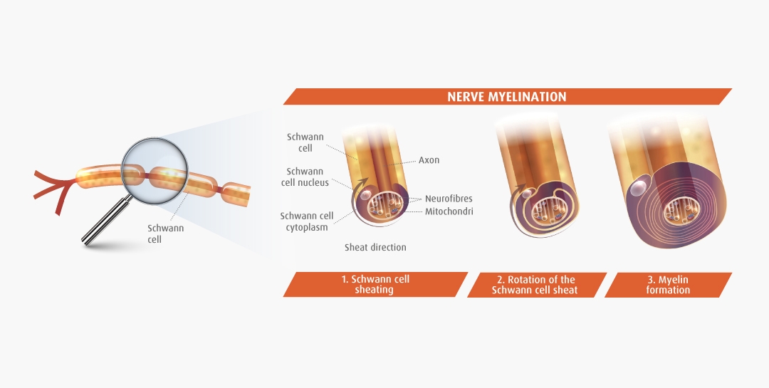  Nerve myelination